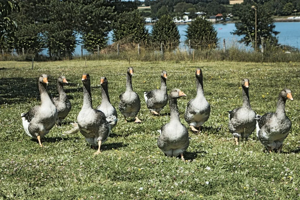 oie correze
