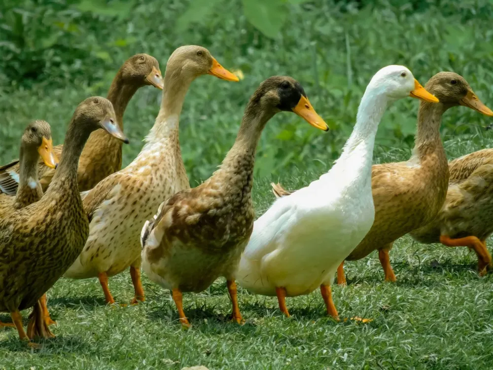 elevage canards